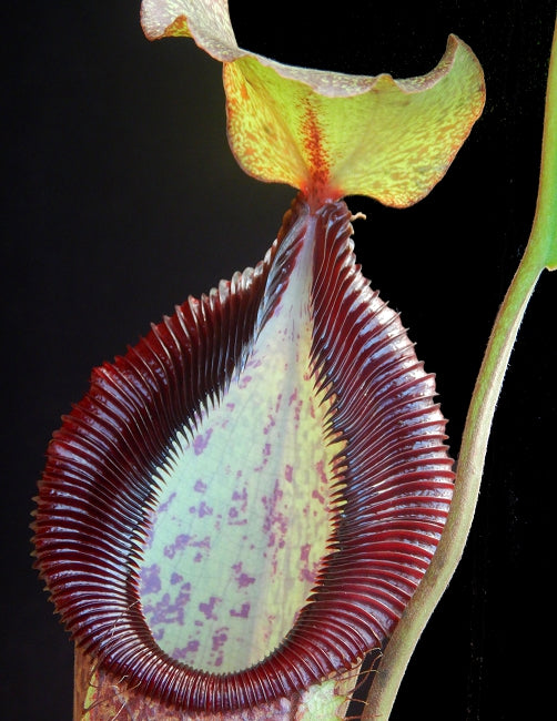 Nepenthes spathulata x hamata   BE-3712