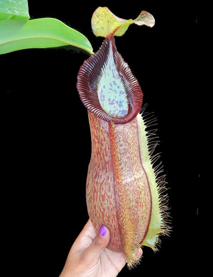 Nepenthes spathulata x hamata   BE-3712