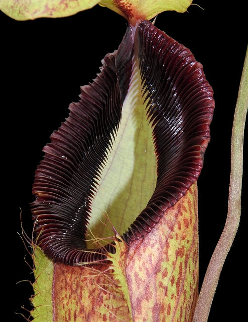 Nepenthes spathulata x hamata   BE-3712