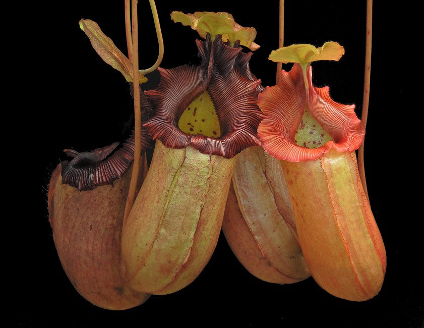 Nepenthes sibuyanensis x robcantleyi  BE-3713  Best Selected Clone