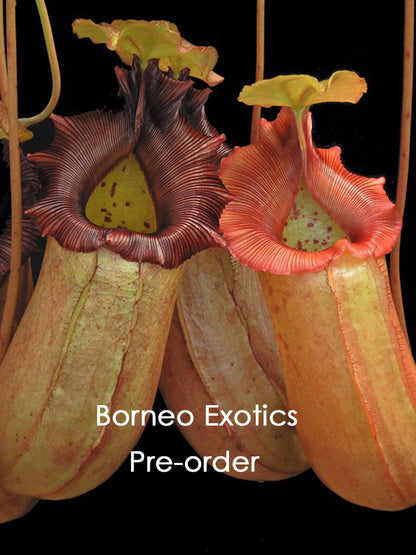 Nepenthes sibuyanensis x robcantleyi  BE-3713  Best Selected Clone