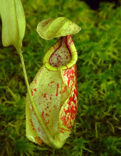 Nepenthes rafflesiana „Brunei Speckled“ BE-3722