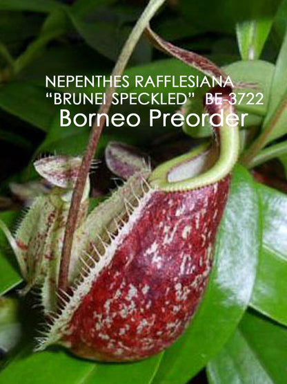 Nepenthes rafflesiana „Brunei Speckled“ BE-3722