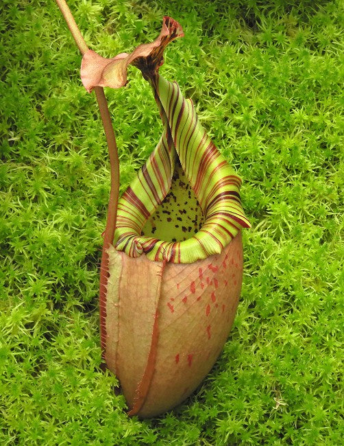 Nepenthes burbidgeae x veitchii BE-3723