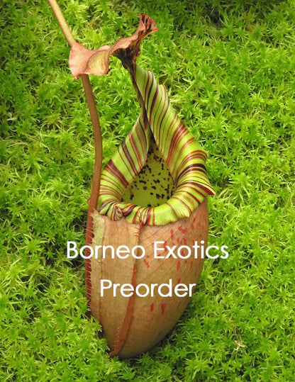 Nepenthes burbidgeae x veitchii BE-3723