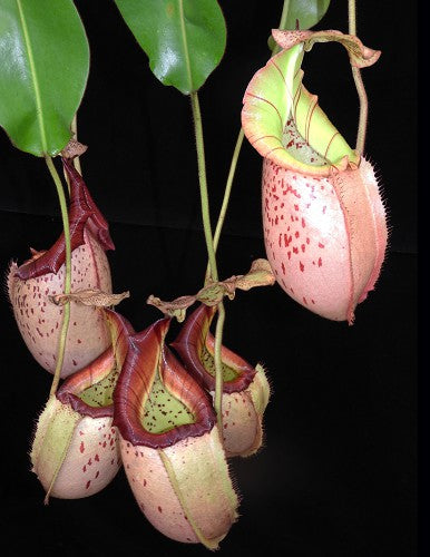 Nepenthes burbidgeae x veitchii BE-3723