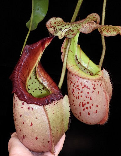 Nepenthes burbidgeae x veitchii BE-3723