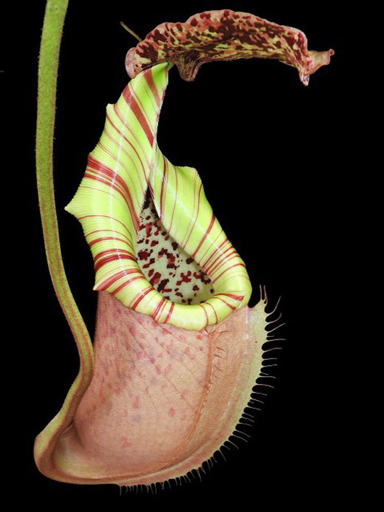 Nepenthes burbidgeae x veitchii BE-3723