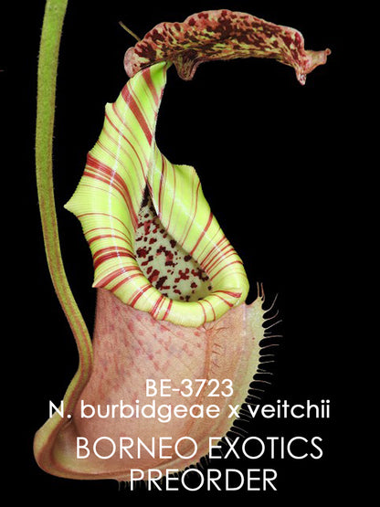 Nepenthes burbidgeae x veitchii BE-3723