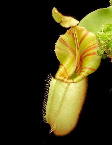 Nepenthes veitchii "Bario" Highland  Grex1  BE-3734