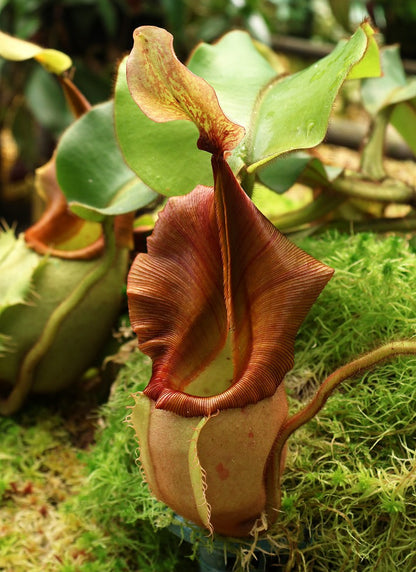 Nepenthes veitchii "Bario" Highland  Grex1  BE-3734