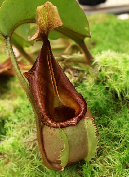 Nepenthes veitchii "Bario" Highland  Grex1  BE-3734