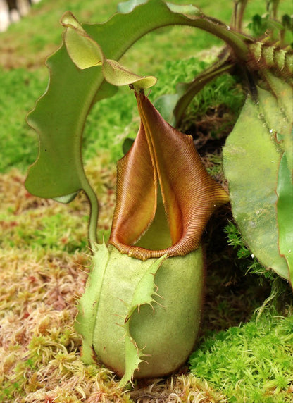 Nepenthes veitchii "Bario" Highland  Grex1  BE-3734