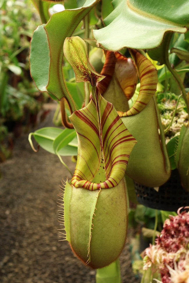 Nepenthes veitchii "Bario" Highland  Grex1  BE-3734