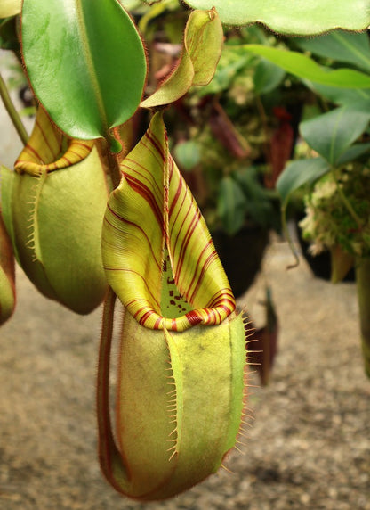 Nepenthes veitchii "Bario" Highland  Grex1  BE-3734