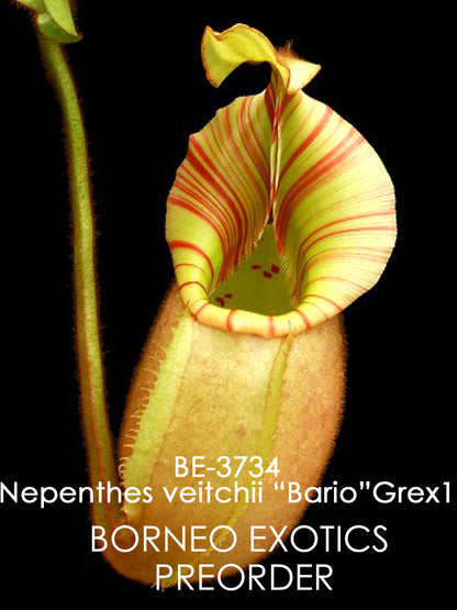 Nepenthes veitchii "Bario" Highland  Grex1  BE-3734