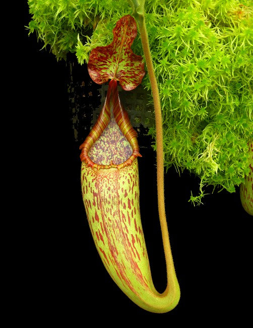 Nepenthes maxima Sulawesi „Wellenblatt“ BE-3735