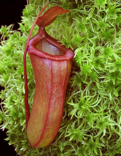 Nepenthes ventricosa x dubia BE-3742