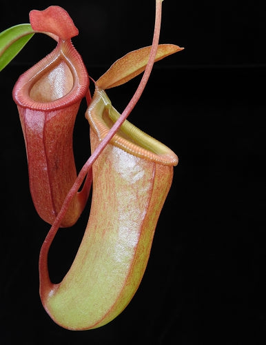 Nepenthes ventricosa x dubia BE-3742