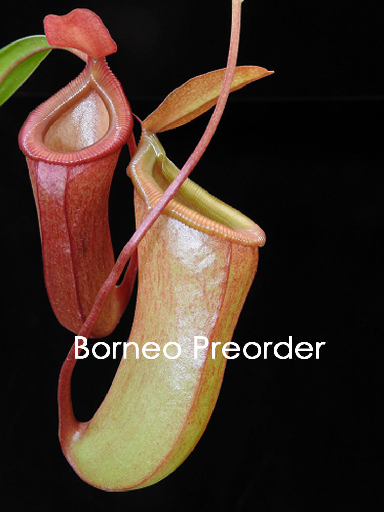 Nepenthes ventricosa x dubia BE-3742