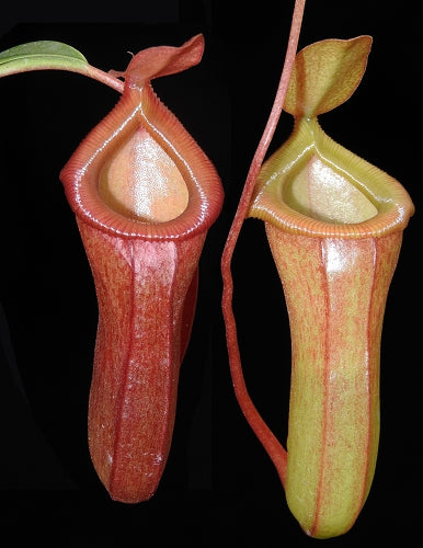 Nepenthes ventricosa x dubia BE-3742