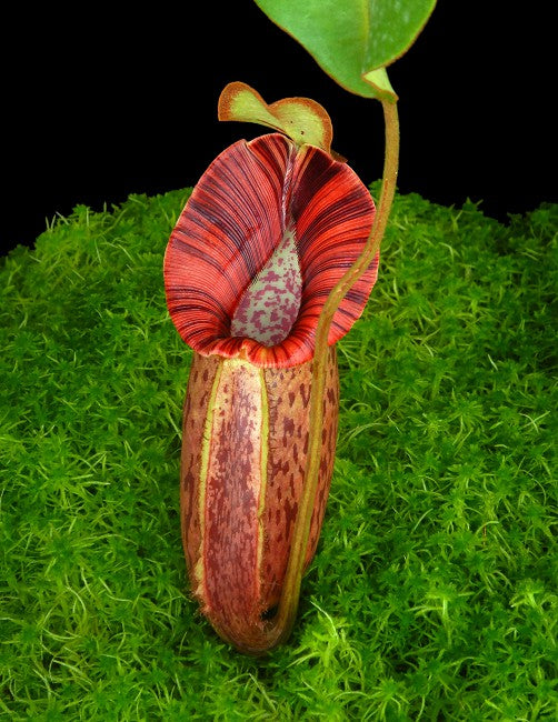 Nepenthes robcantleyi x spectabilis BE-3754