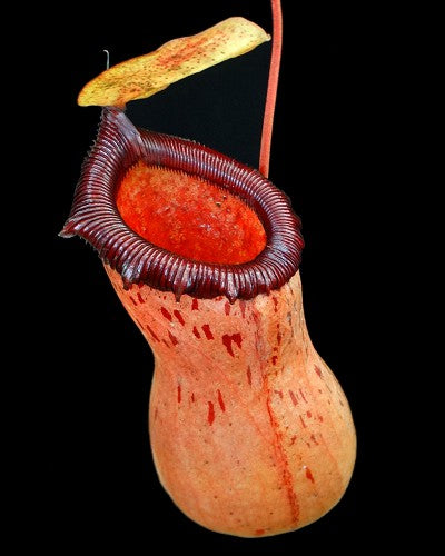 Nepenthes ventricosa x sibuyanensis   BE-3757