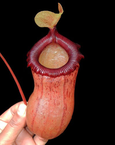 Nepenthes ventricosa x sibuyanensis   BE-3757