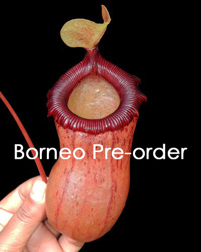 Nepenthes ventricosa x sibuyanensis   BE-3757