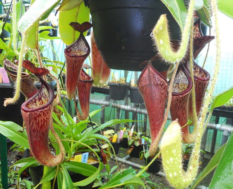 Nepenthes glandulifera BE-3766