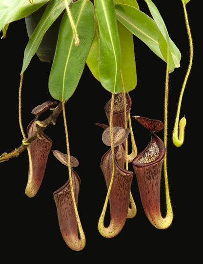 Nepenthes glandulifera BE-3766