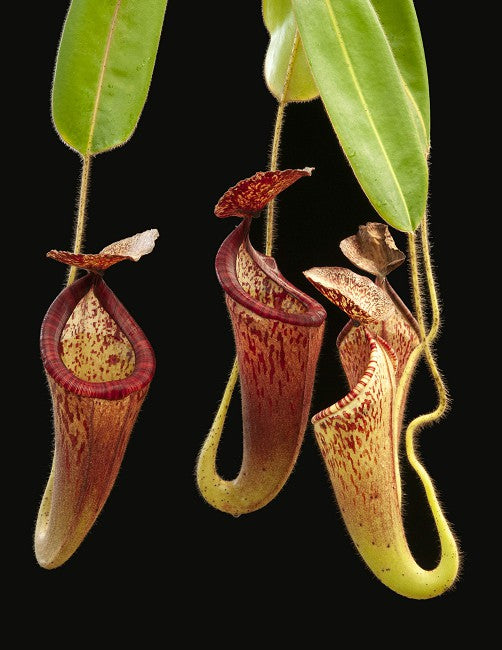 Nepenthes glandulifera BE-3766