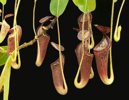 Nepenthes glandulifera BE-3766