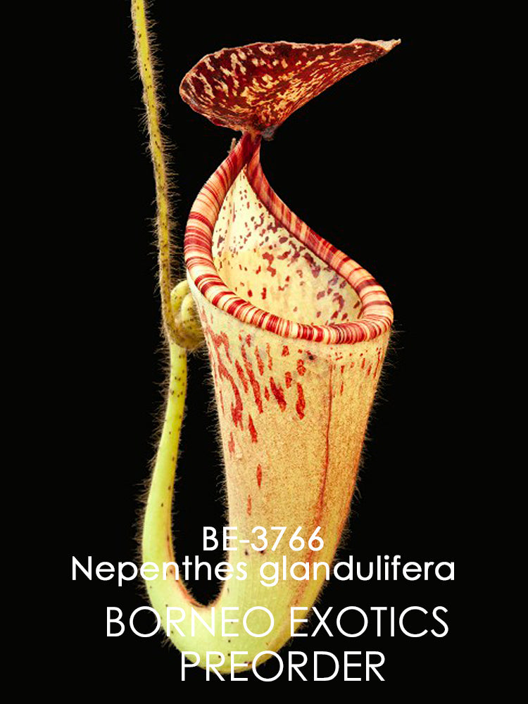 Nepenthes glandulifera BE-3766