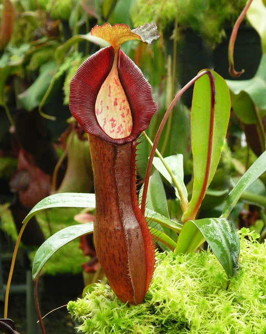 Nepenthes ramispina x singalana BE-3829 Ausgewählter Klon