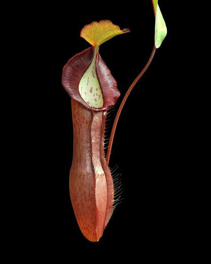 Nepenthes ramispina x singalana BE-3829 Ausgewählter Klon