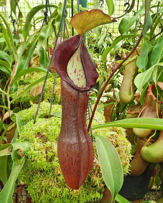 Nepenthes ramispina x singalana BE-3829 Ausgewählter Klon