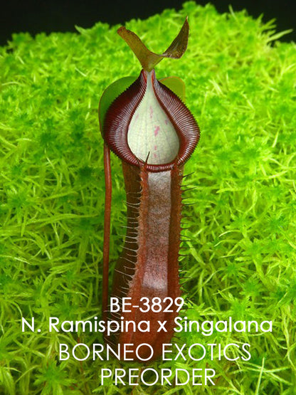 Nepenthes ramispina x singalana BE-3829 Ausgewählter Klon