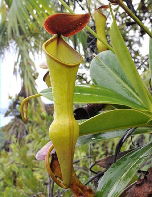 Nepenthes pervillei BE-3839