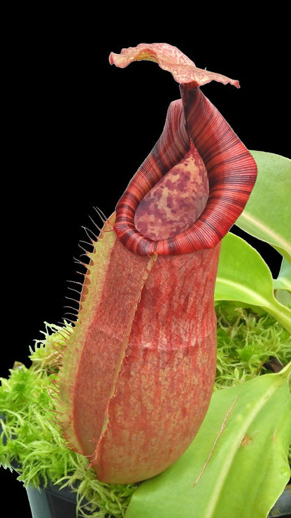 Nepenthes (veitchii x lowii) x alata BE-3844