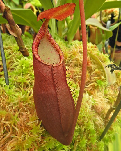 Nepenthes diatas Gunung Masuarai   BE-3861   Selected Clone