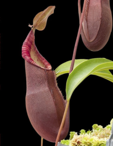 Nepenthes diatas Gunung Masuarai   BE-3861   Selected Clone