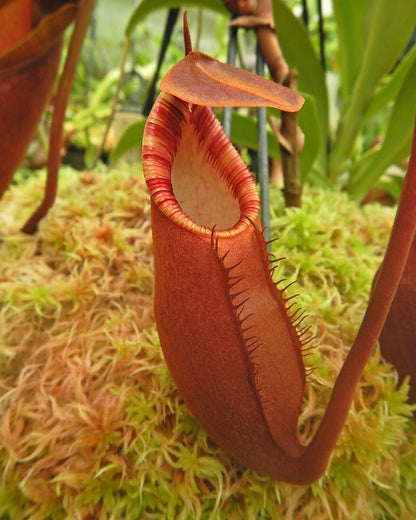 Nepenthes diatas Gunung Masuarai   BE-3861   Selected Clone