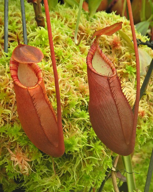 Nepenthes diatas Gunung Masuarai   BE-3861   Selected Clone