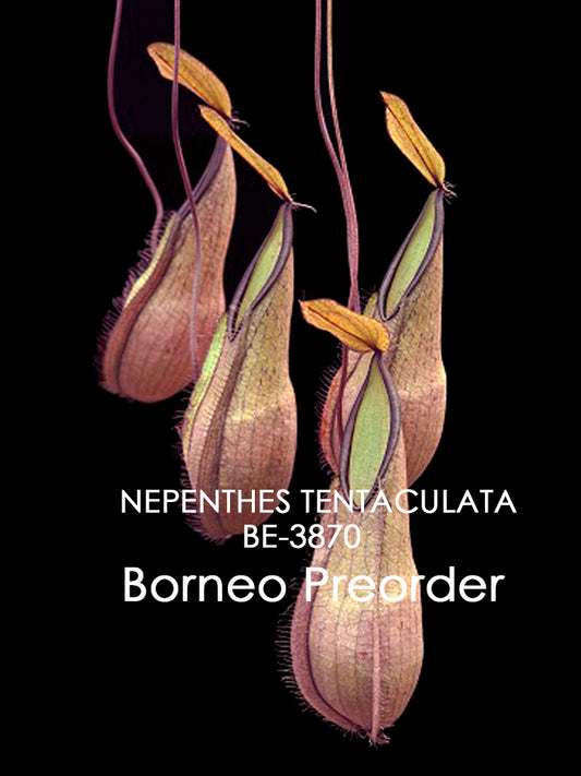 Nepenthes tentaculata  BE-3870  Selected Clone