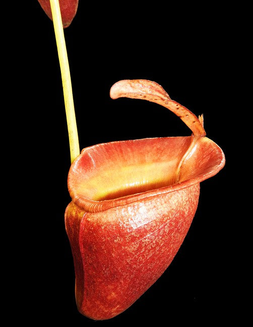 Nepenthes jacqueline  BE-3874  Selected Clone