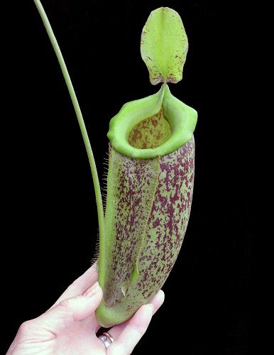 Nepenthes spathulata x ampullaria „burgunderrot gesprenkelt“ BE-3881