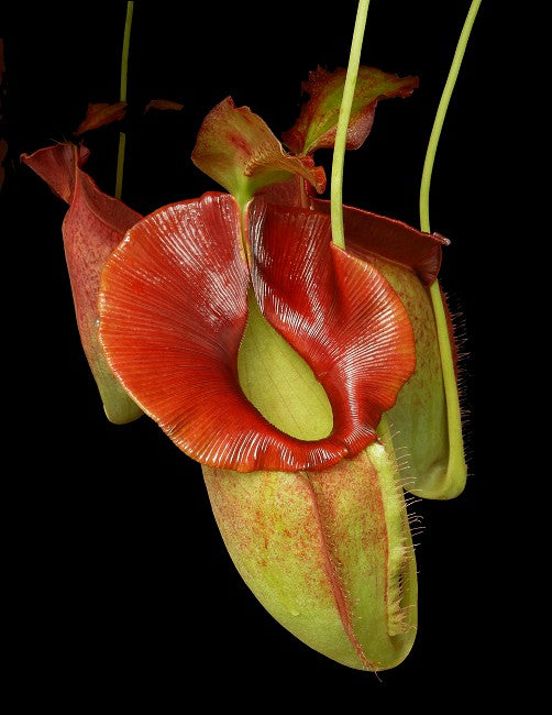 Nepenthes spathulata x jacqueline  BE-3883 Assorted Clones