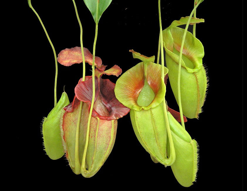 Nepenthes spathulata x jacqueline BE-3883 S