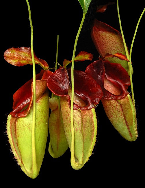 Nepenthes spathulata x jacqueline BE-3883 S